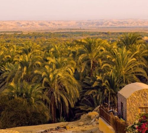 Dakhla Oasis – Palm & Olive Haven